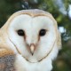 Сипуха — Tyto alba