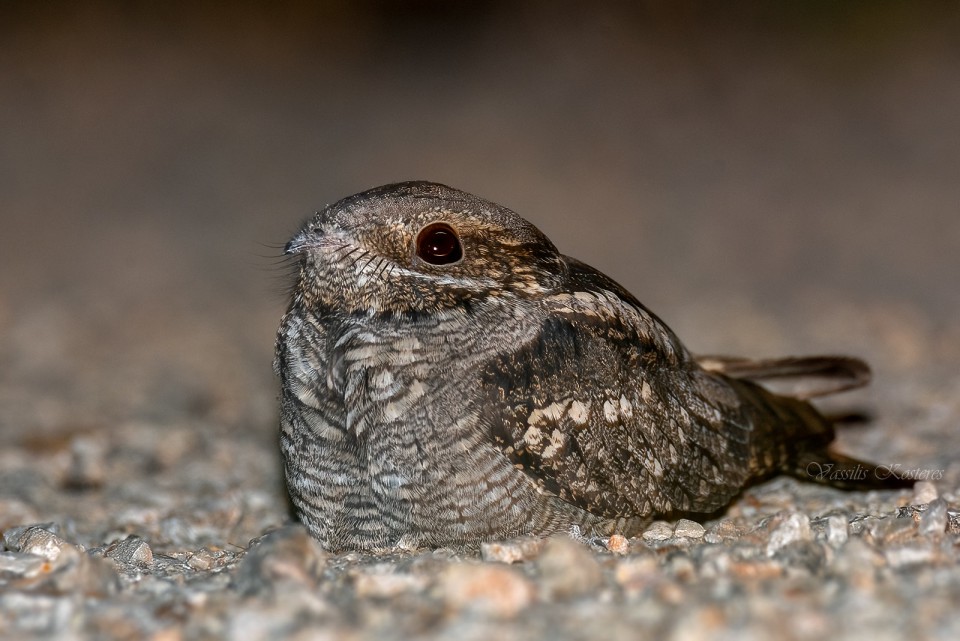 Козодой обыкновенный — Caprimulgus europaeus