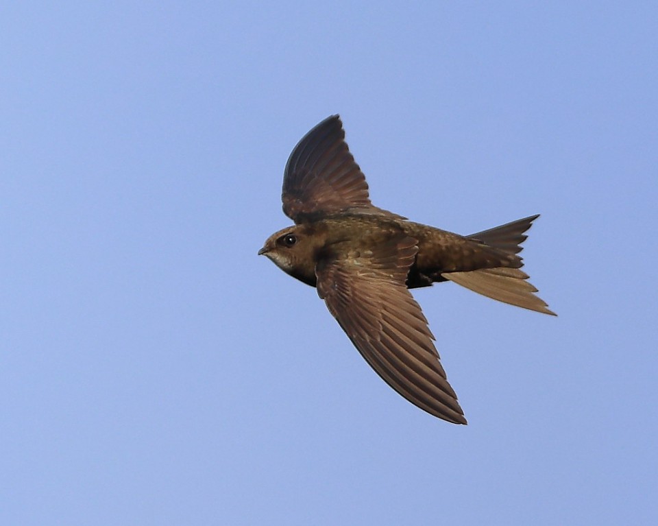 Стриж чёрный — Apus apus