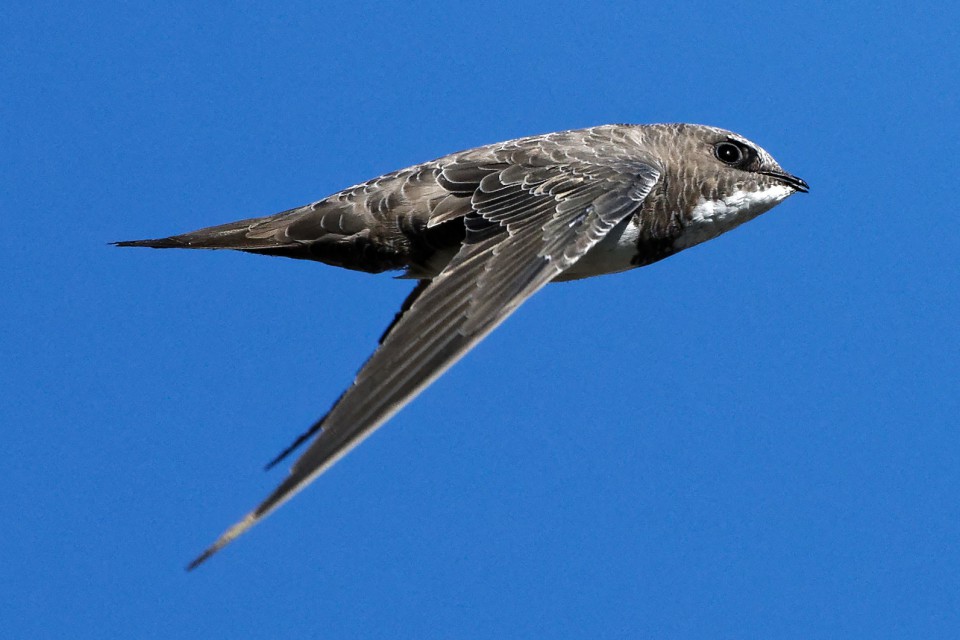 Стриж белобрюхий — Apus melba