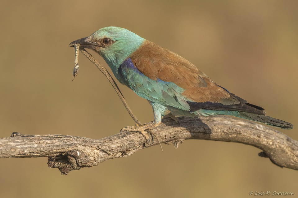 Сизоворонка — Coracias garrulus