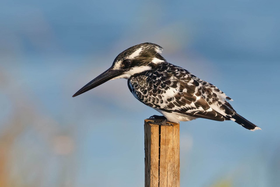 Зимородок пегий малый — Ceryle rudis