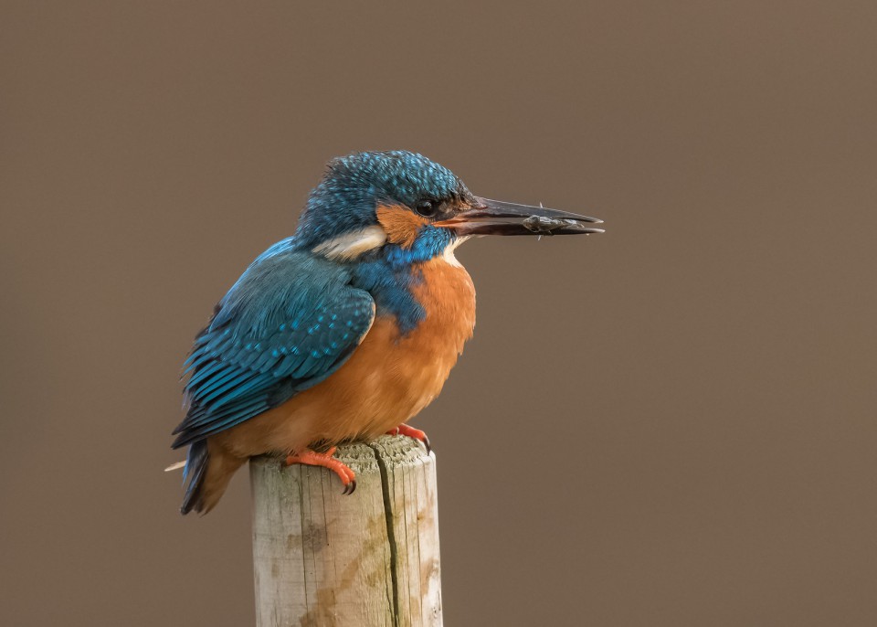 Зимородок — Alcedo atthis