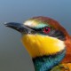 Щурка золотистая — Merops apiaster