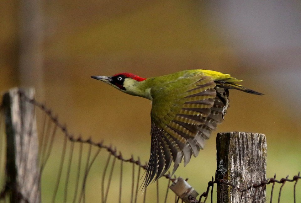 Дятел зелёный — Picus viridis