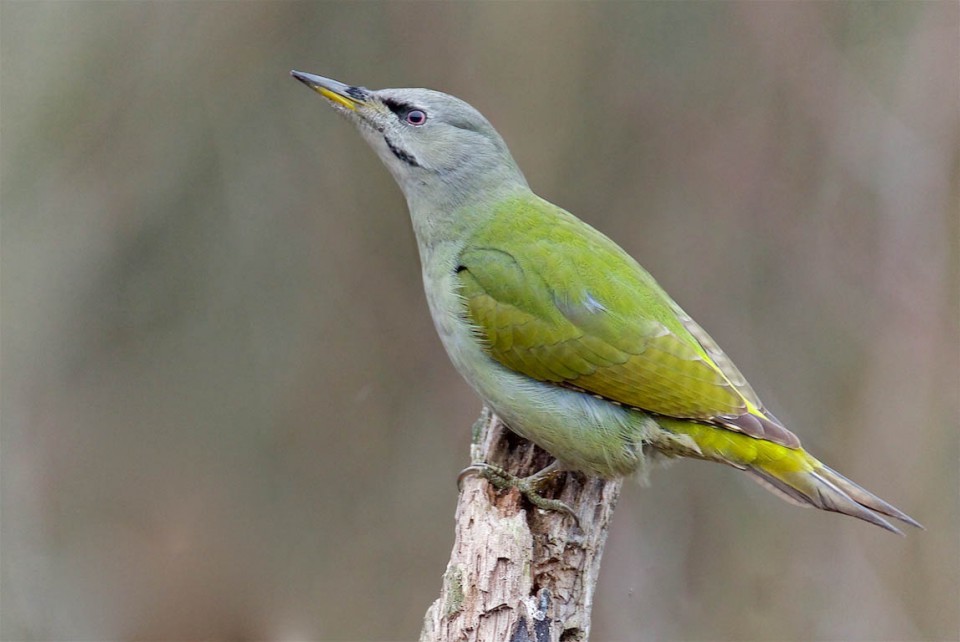 Дятел седой — Picus canus