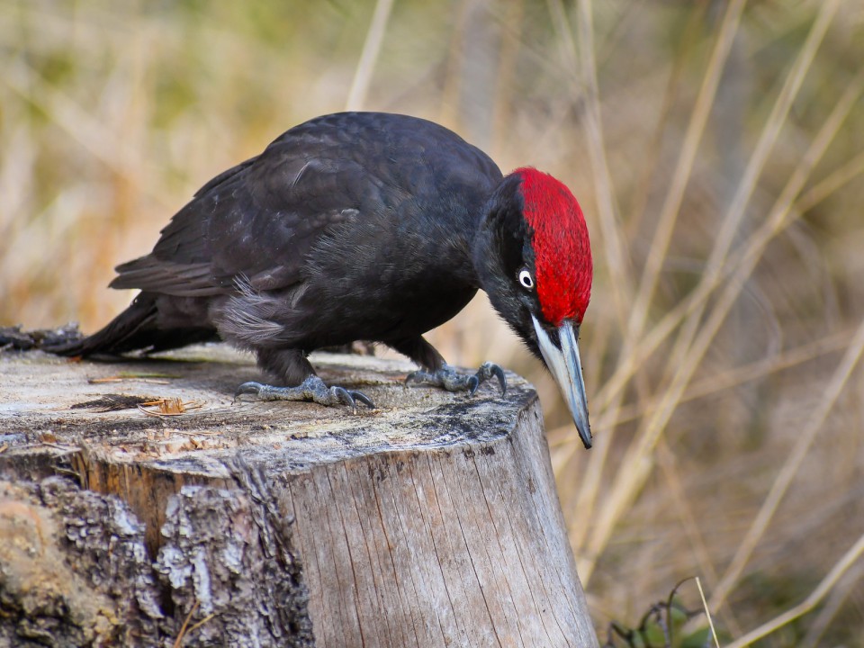 Желна, или дятел чёрный — Dryocopus martius