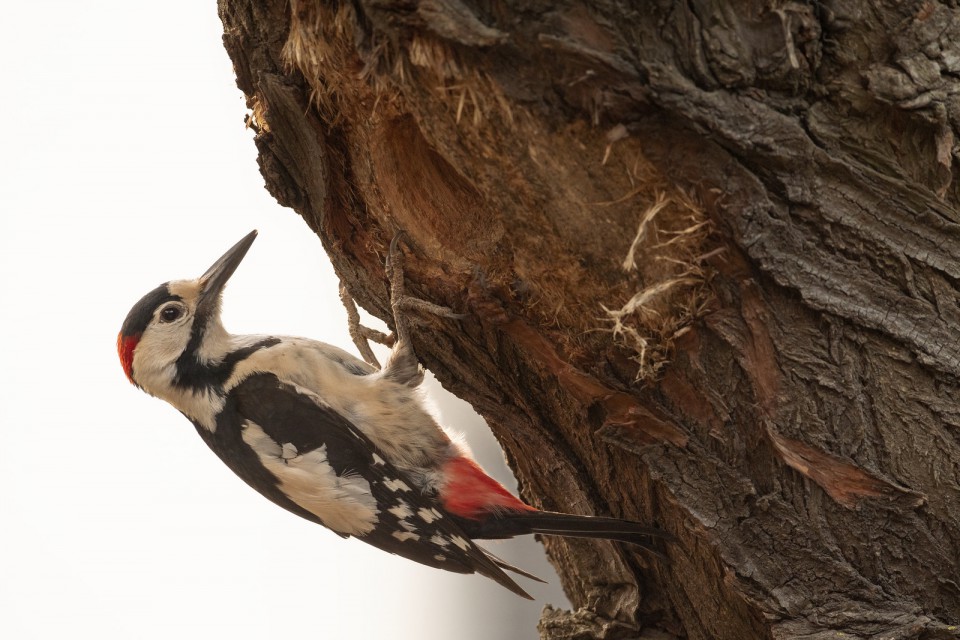 Дятел сирийский — Dendrocopos syriacus