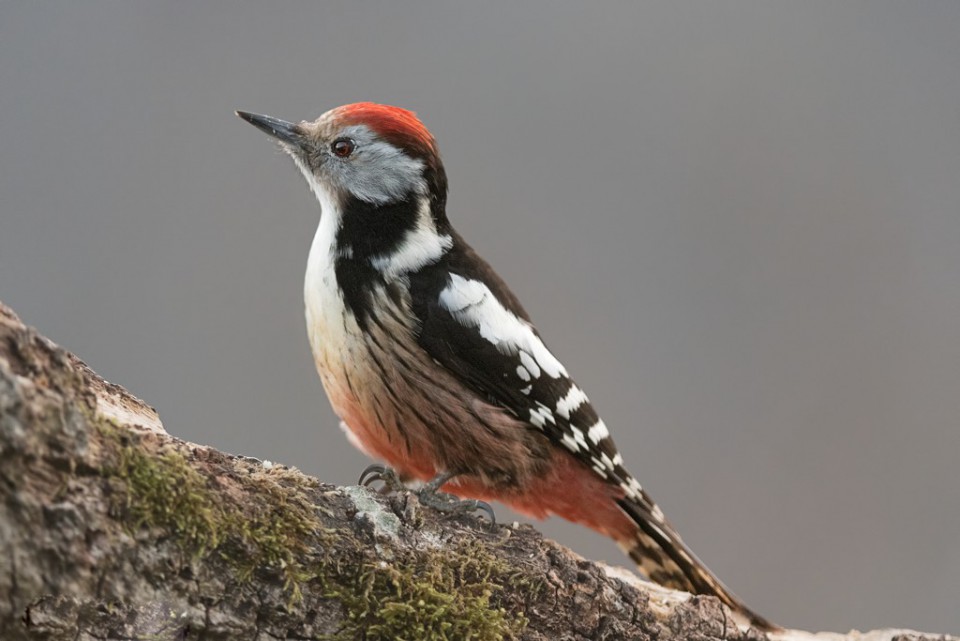 Дятел средний, вертлявый — Dendrocopos medius