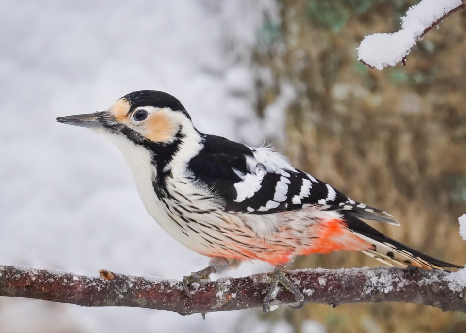 Дятел белоспинный — Dendrocopos leucotos
