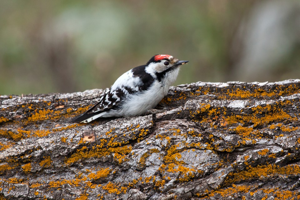 Дятел малый — Dendrocopos minor