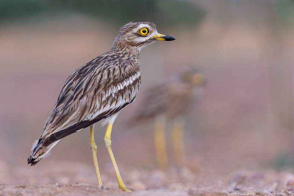 Обыкновенная авдотка — Burhinus oedicnemus