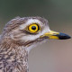 Обыкновенная авдотка&nbsp;— Burhinus oedicnemus