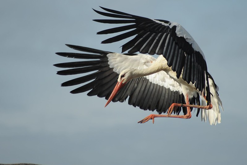 Белый аист — Ciconia ciconia