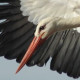 Белый аист — Ciconia ciconia