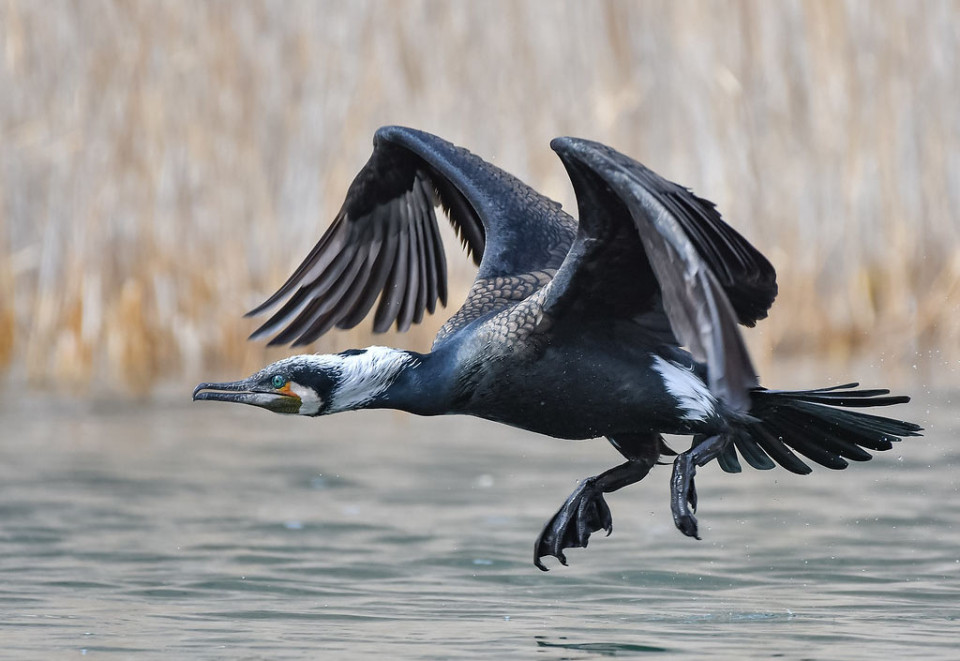 Большой баклан — Phalacrocorax carbo