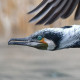 Большой баклан — Phalacrocorax carbo