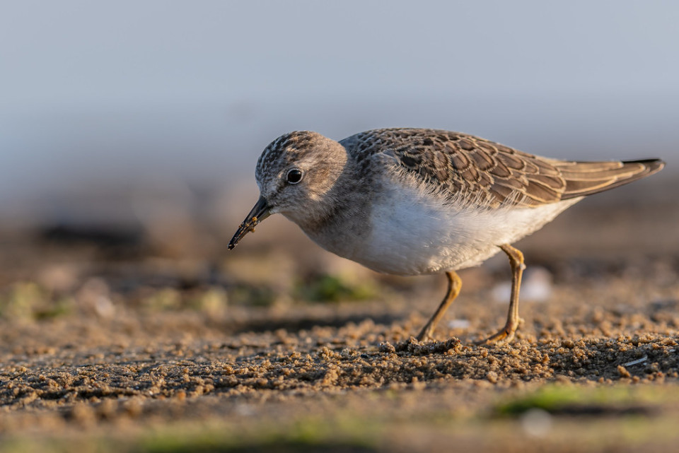 Белохвостый песочник — Calidris temminckii