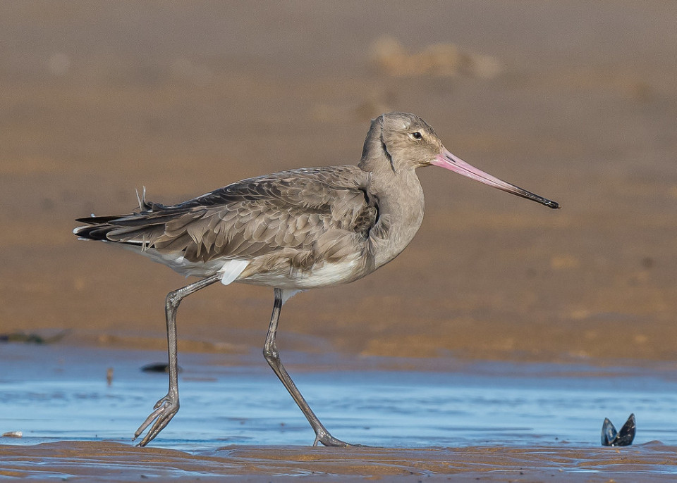 Большой веретенник — Limosa limosa