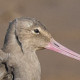 Большой веретенник&nbsp;— Limosa limosa