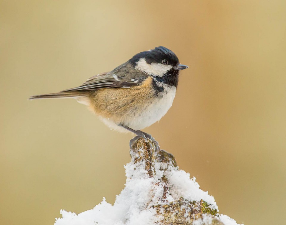 Московка (Parus ater)