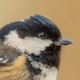 Московка (Parus ater)