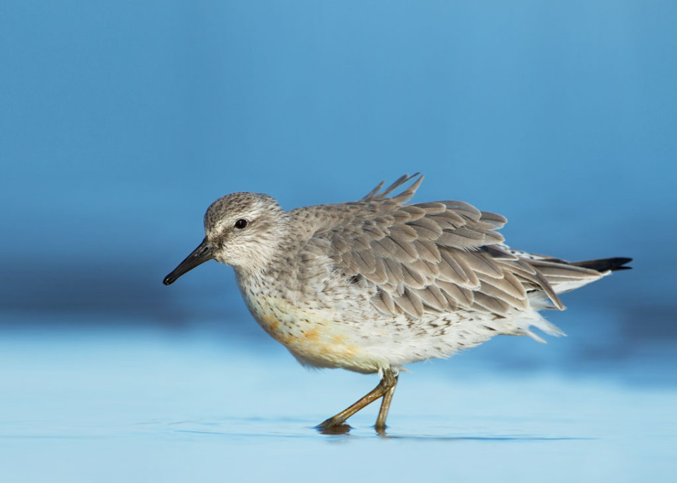 Исландский песочник — Calidris canutus