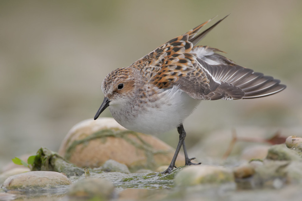 Кулик-воробей — Calidris minuta