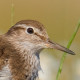 Перевозчик&nbsp;— Actitis hypoleucos