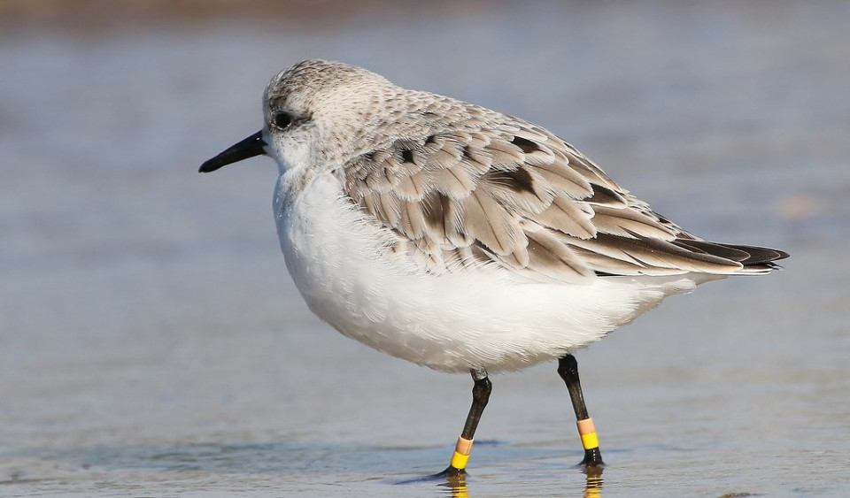 Песчанка — Calidris alba