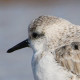 Песчанка&nbsp;— Calidris alba