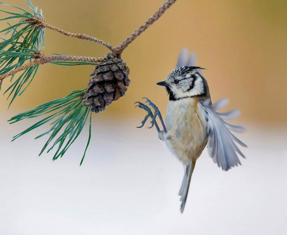 Хохлатая синица (Parus cristatus)