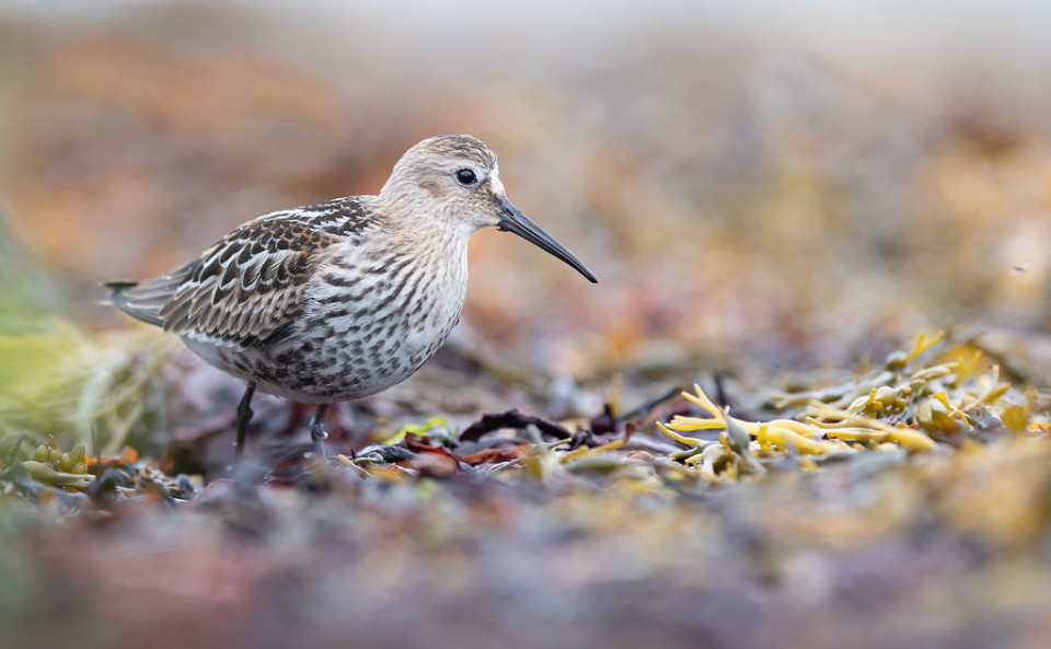 Чернозобик — Calidris alpina