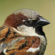 Домовый воробей&nbsp;— Passer domesticus