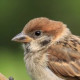 Полевой воробей&nbsp;— Passer montanus