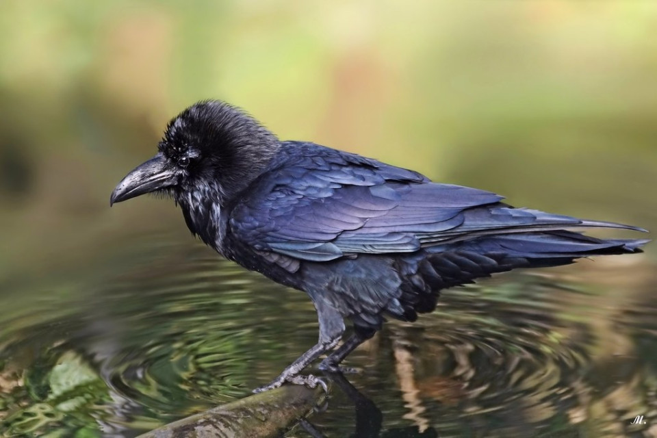 Ворон — Corvus corax