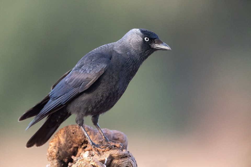 Галка — Corvus monedula