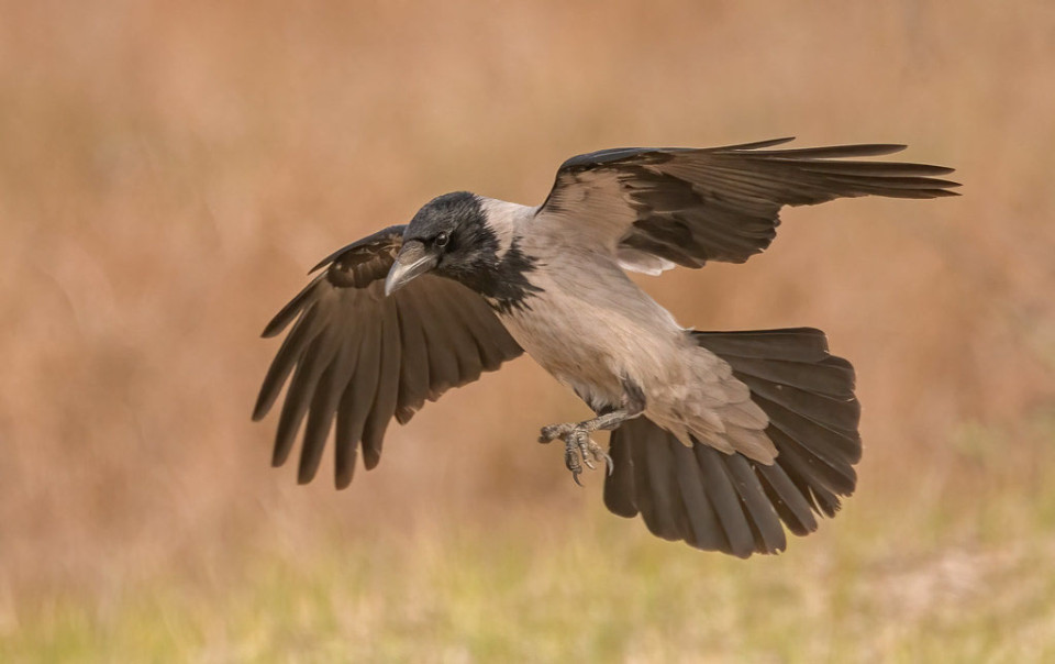 Серая ворона — Corvus cornix