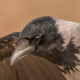 Серая ворона&nbsp;— Corvus cornix