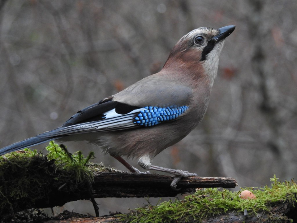 Сойка — Garrulus glandarius