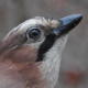 Сойка&nbsp;— Garrulus glandarius