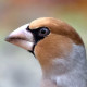 Обыкновенный дубонос&nbsp;— Coccothraustes coccothraustes