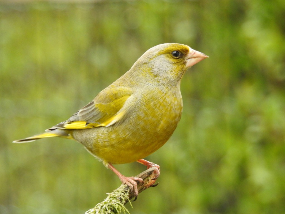 Обыкновенная зеленушка — Carduelis chloris
