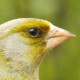 Обыкновенная зеленушка&nbsp;— Carduelis chloris