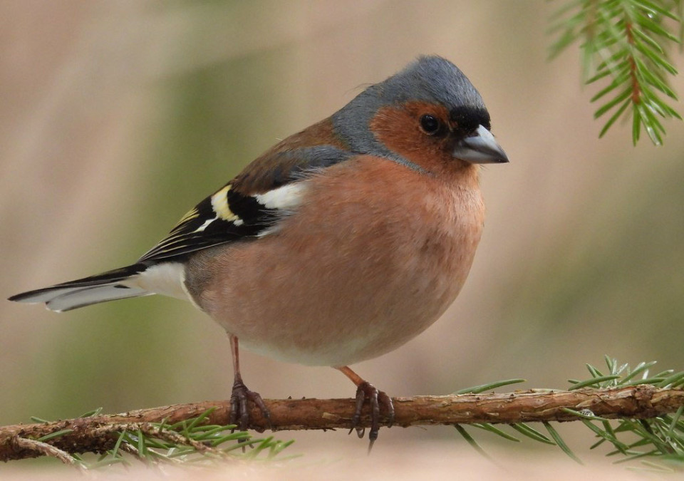 Зяблик — Fringilla coelebs
