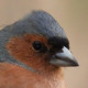 Зяблик&nbsp;— Fringilla coelebs