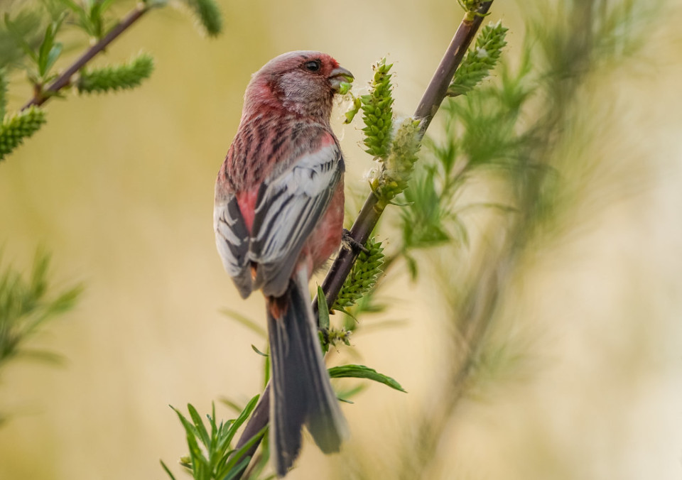 Урагус — Uragus sibiricus