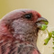 Урагус&nbsp;— Uragus sibiricus