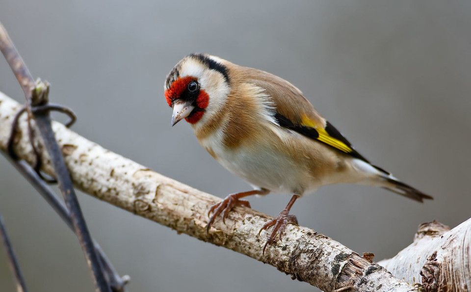 Черноголовый щегол — Carduelis carduelis