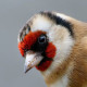 Черноголовый щегол - Carduelis carduelis
